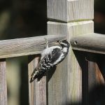 Woodpecker