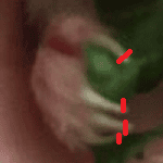 claw-cut-point
