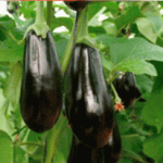 Hortalizas Ecológicas