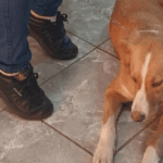 Entregarán turnos para castración gratuita este jueves desde las 7 en zoonosis