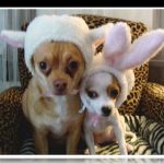 Gorros para perros chihuahuas para el frio