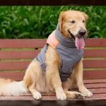 Chalecos para perros labradores