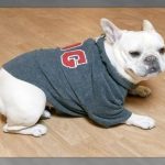 Ropa para mascotas pequeñas muy bonitas