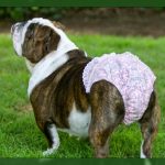 Ropa interior para perros ideas geniales