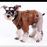 Ropa para perros schnauzer mediano