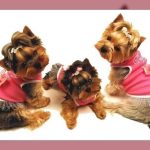 Ropa para yorkshire hembra lindos modelos para elegir