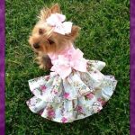 Vestidos de mascotas lindos para escoger