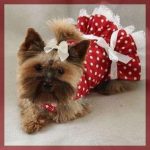 Vestidos para mascotas hembras hermosos modelos