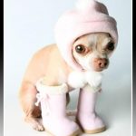 Vestimenta para perros pequeños