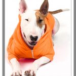 Sweaters para perros en época de invierno