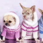 Abrigo para mascotas muy fáciles de hacer