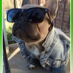 Imágenes de ropa para perros bulldog frances