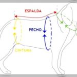 Como hacer ropa para perros paso a paso