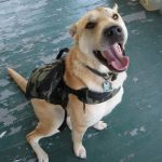 Consideraciones para comprar ropa para perros grandes