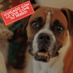 ¿Que cosas no puede comer un perro? ¡Alerta!