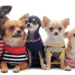 Top 20 nombres para chihuahuas