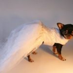 Vestir a su cachorro en ropa de Chihuahua