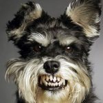 Cuando tu perro y tu pareja no son amigos