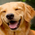 El perro indicado para ti, según tu signo