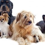 Que puedes hacer si tu perro esta agresivo