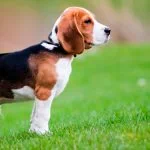 Alimentación según la edad de tu perro