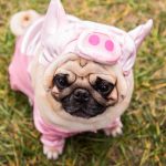 Imágenes de Ropa Para Pug