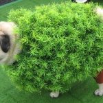 Disfraces Para Perros Pug