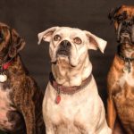 Conoce las personalidades en los perros