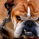 ¿Los perros son agresivos por naturaleza?