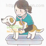 愛玩動物看護師が聴診器を犬の胸に当てている
