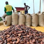 Cacao