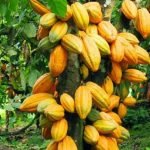 Le prix du cacao