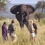 Un gouverneur préoccupé par la chasse aux trophées d'éléphants
