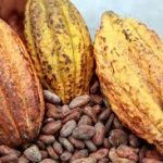 Les prix du riz en baisse au Cameroun