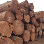 Essence de bois