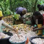 Bassin de production du cacao