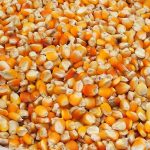 importations du maïs