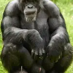 Un groupe de chimpanzés  