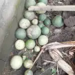 Mauvaises récoltes dans le Moungo