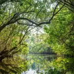 la préservation de la mangrove