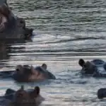 Une attaque d’hippopotames dans le fleuve Logone
