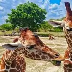 Zoo Miami