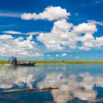 Everglades airboat with alligator