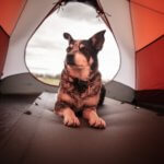 THE COMPLETE GUIDE TO VISTING OR CAMPING IN ILLINOIS STATE PARKS 3_2021 dog camping IL state park