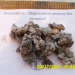 Кедровая живица