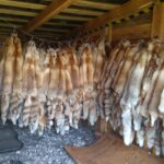 Шкуры лис