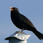 Blackbird-atau-Turdus-merula-jantan-150x150