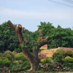 SAVE The TREES Coalition Calls for Review of Extensive Pruning Along Fil-Am Friendship Highway
