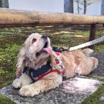 わんこじかん|静岡の隠れ癒しスポット発見！犬OKな新光明寺と茶畑道さんぽ