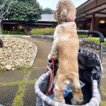 わんこじかん|静岡・駿府匠宿で過ごす特別な一日：犬と子どもと陶芸体験とお庭を散策　庭園散策も楽しめる家族のお出かけスポット